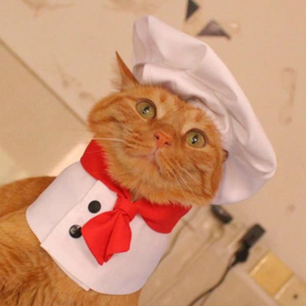 Katt Kock Hatt Set Husdjur Matlagning Kung Hatt M M