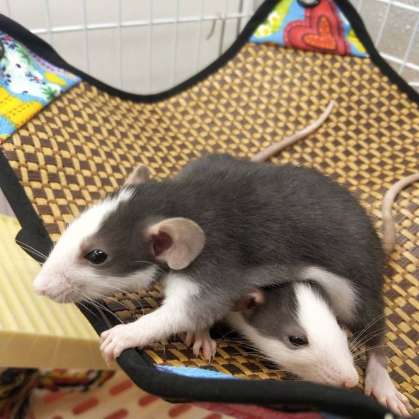 Hamster hängmatta för liten husdjurskylmatta 1