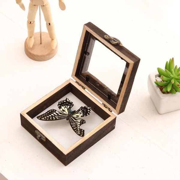 Case Bildram Insektsexemplar Display Box M M