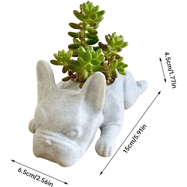 Sukkulent Plantekrukke Plantepotter Fransk Bulldog Form
