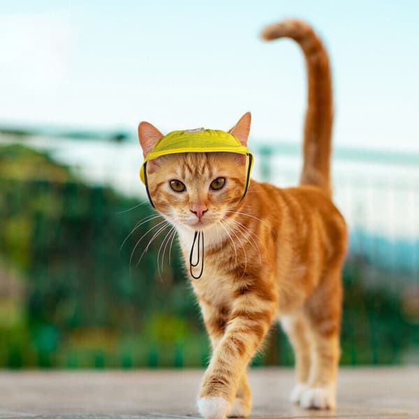Pet Hat Bucket Hat RED M Red M
