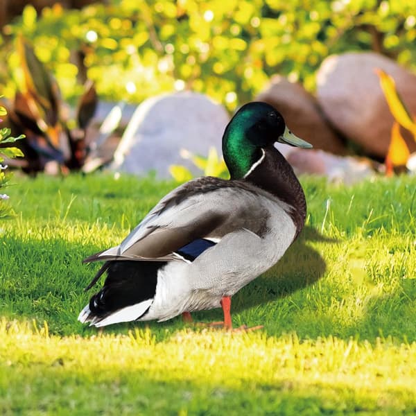 Akryl Duck Statyer Duck Sculpture B B B
