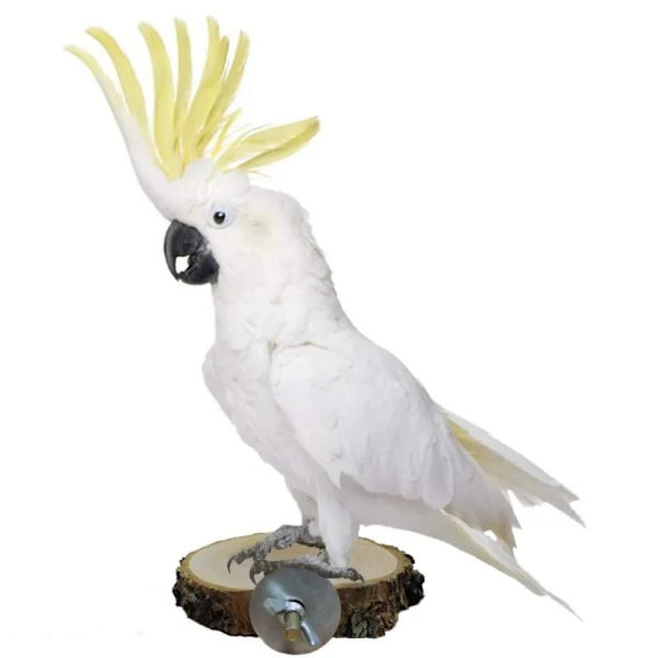 Bird Abborre Stand Pet Platform 12-16CM 12-16cm