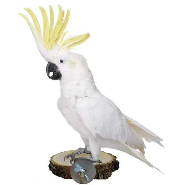 Bird Perch Stand Pet Platform 10-12CM 10-12cm