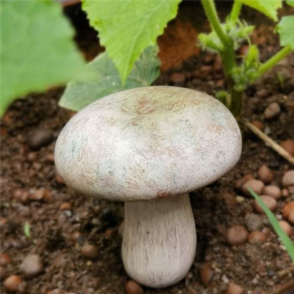 Resin Mushroom Patsas Sienikoristeet C C C