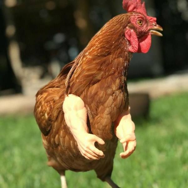 Chicken Arms Legetøj Dinosaur Arms 4 4 4