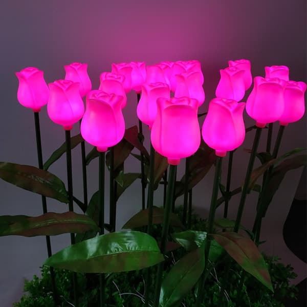 Blomsterlanternetulipan 2 2 2