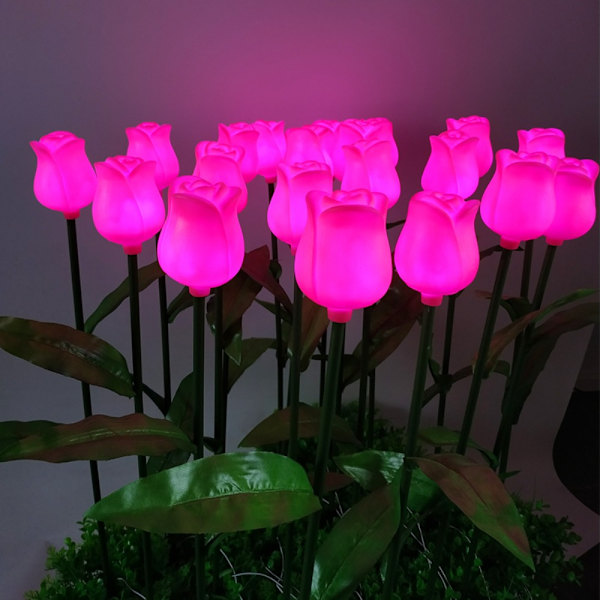 Blomsterlykttulipan 1 1 1
