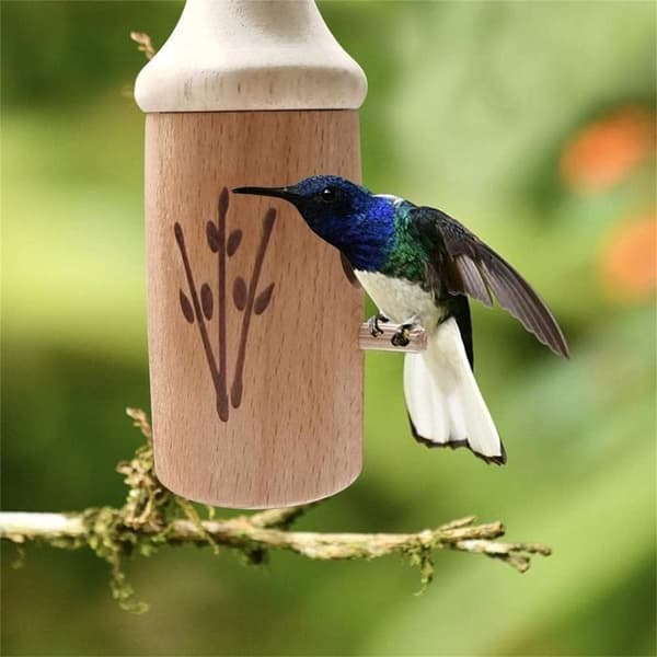 Kolibrinpesä B B B