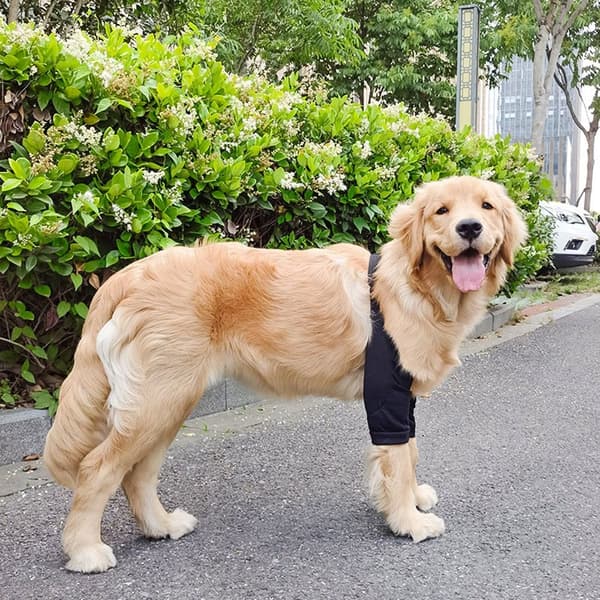 Hundeklær Pulloverklær XL1 1 XL1