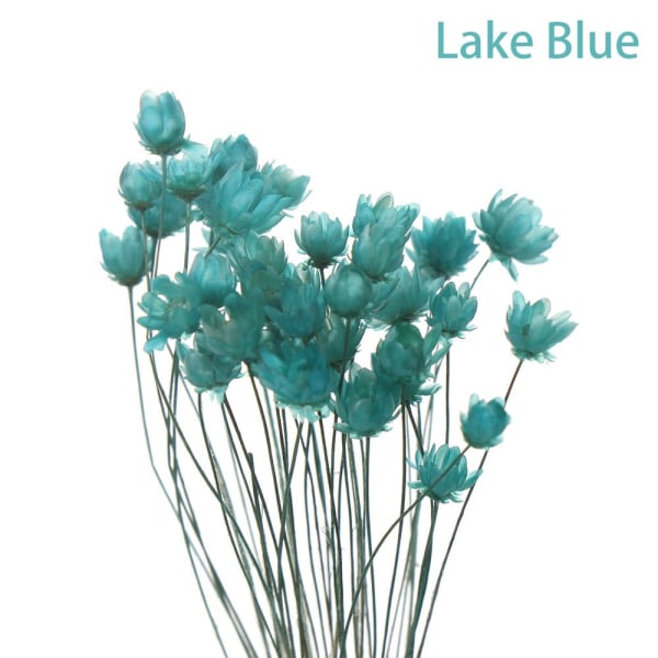 30st dekorativa torkade blommor Mini Daisy LAKE BLUE lake blue