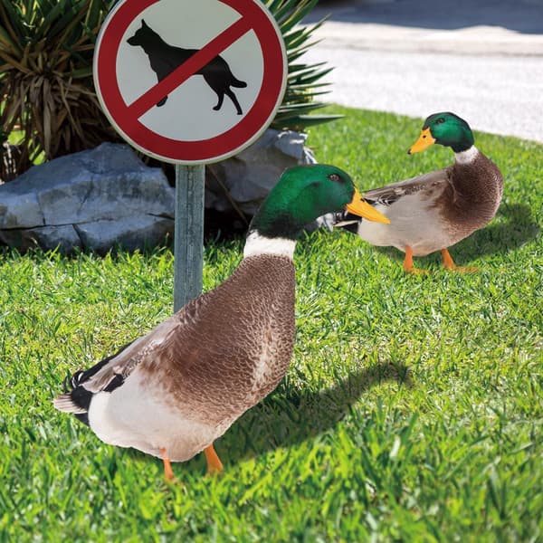 Akryl Duck Statyer Duck Sculpture A A A