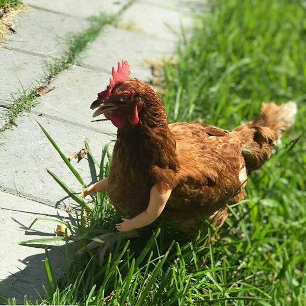 Chicken Arms Legetøj Dinosaur Arms 3 3 3