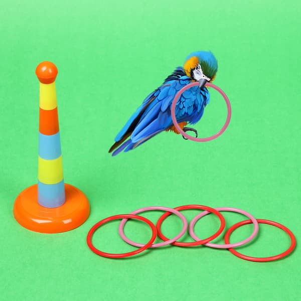 Parrot Toys Intelligence Training 4 Styck