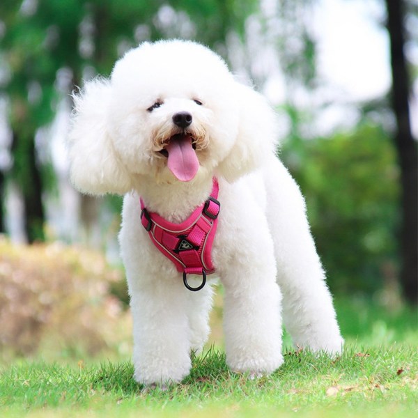 Hundsele i väststil Liten hundsele BLÅ S blue S