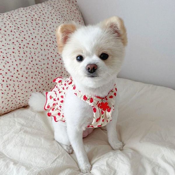 Pet Strawberry Dress Pet Hundetøj GUL XS yellow XS