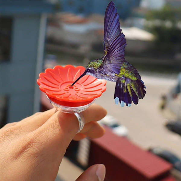 Hummingbird Feeder Kädessä pidettävät vedensyöttölaitteet RED Red