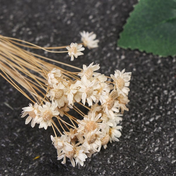 30st dekorativa torkade blommor Mini Daisy VIT white