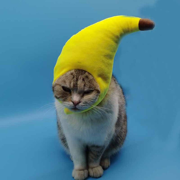 Pet Hat Katte Hat ÆBLE ÆBLE Apple