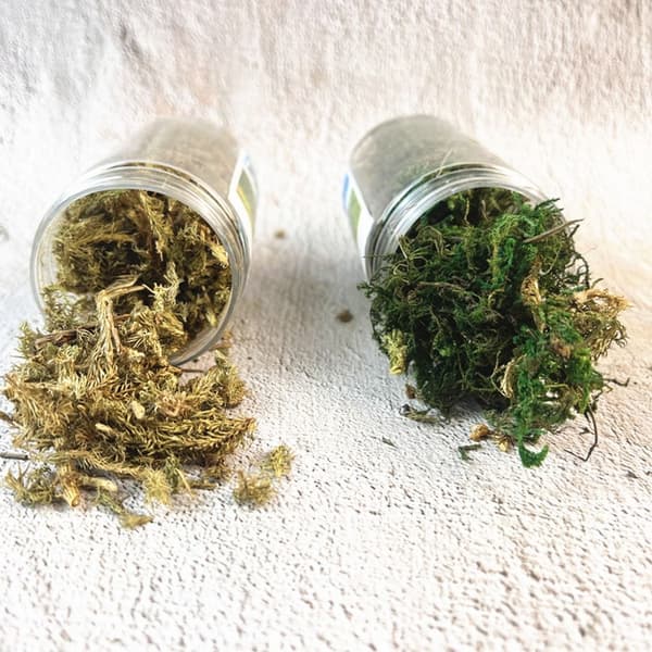 1 Box Simulated Bush Moss Miniature Static Plants VIHREÄ green