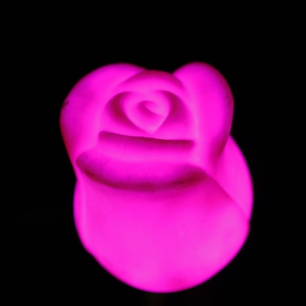 Blomsterlykttulipan 1 1 1
