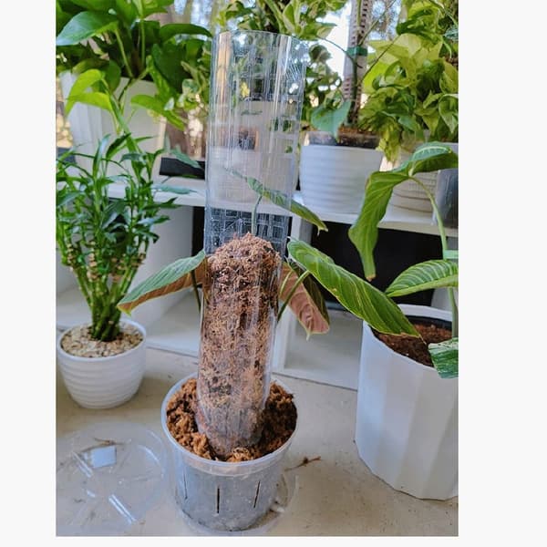 4 st Växtstöd Växtpinnar Moss Pinne
