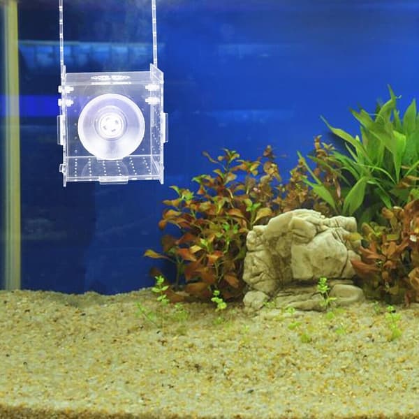 Fisketank Isolasjon Oppdrettsboks Akvarium Inkubator Fisk