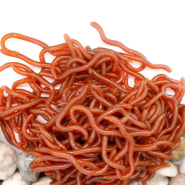 100 kpl Worm Red Baits -kalastusuhe 6CM-100KPL 6CM-100KPL 6cm-100pcs