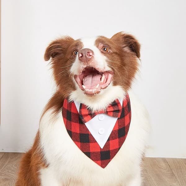 Hundeslips Sløyfehalsbånd SSTYLE 2 STYLE 2 SStyle 2