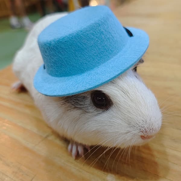 Smådyr Hatte Pet Cap BLÅ Blue