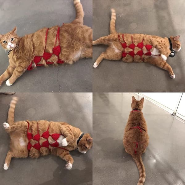 Pet Bikini Kläder Pet Cat Bikini RÖD Red