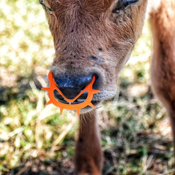 2kpl Cow Weaner vasikan nenärenkaat Cow Nose Thorn