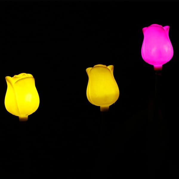 Blomsterlanternetulipan 2 2 2