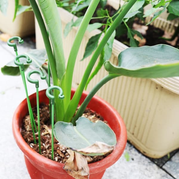10 kpl/setti Kasvituki Kasvitukikeppi 17 cm 17cm