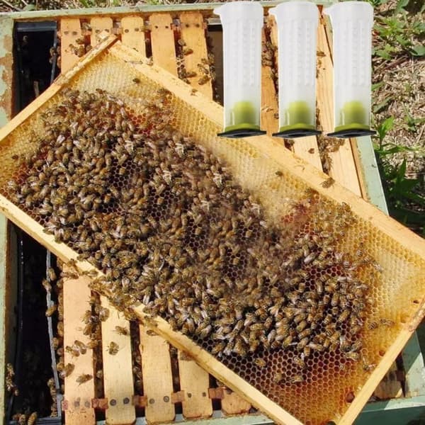 10 st Biodling Queen Cages Biodlarutrustning Skydd 10Pcs