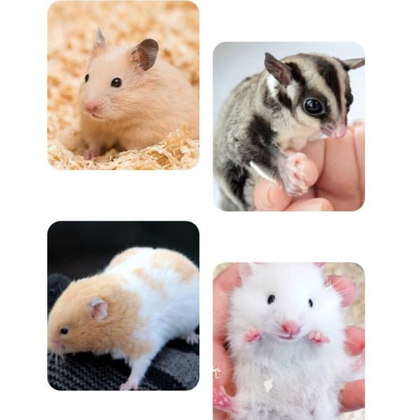 Hamster Sand Bath Mouse WC-häkki L L