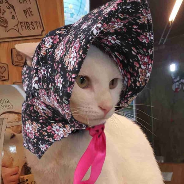Pet Blomsterhat Hundevisir Cap BLUE M blue M