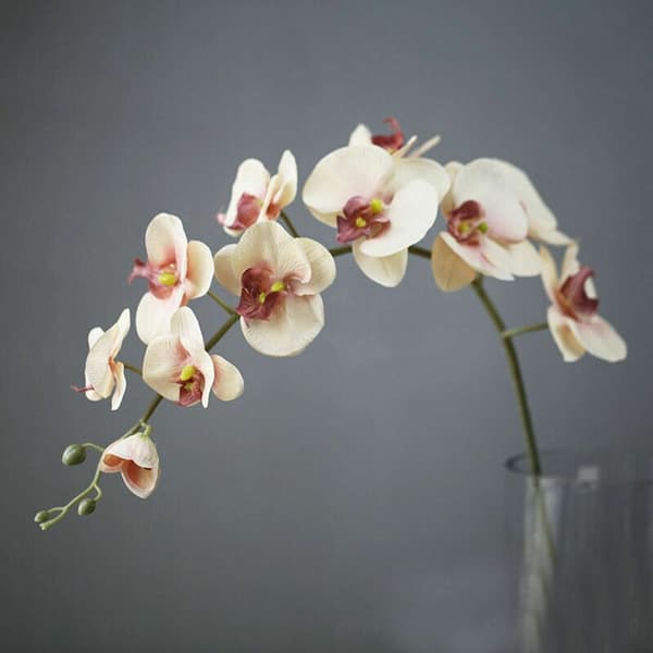 Perhonen orkidea tekokukka VALKOINEN White