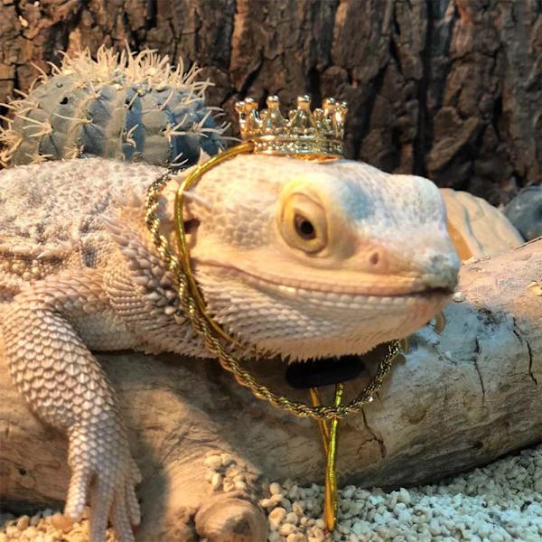 Lizard Ornament Pet Hat SORT FAST BETALING FAST BETALING Black Fixed payment-Fixed payment