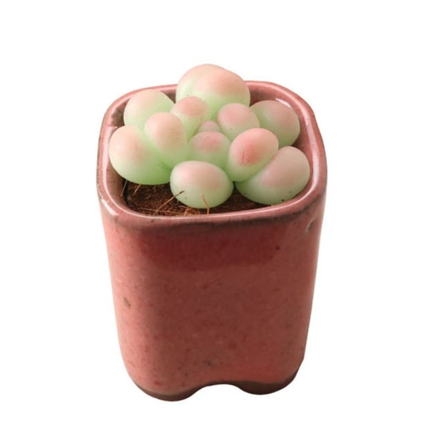 Dollhouse Succulent Bonsai Miniature Plant Potted 5 5 5