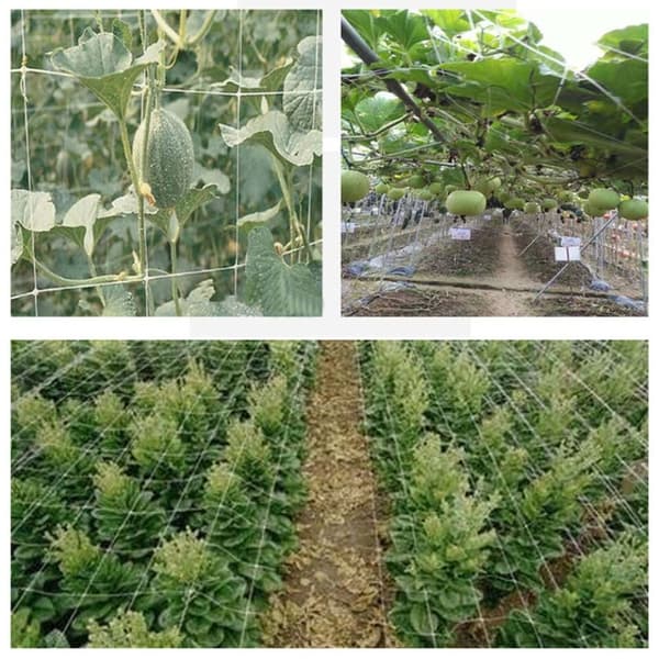 Plant Support Mesh Trädgårdsnät 5X30FT 5X30FT 5x30FT