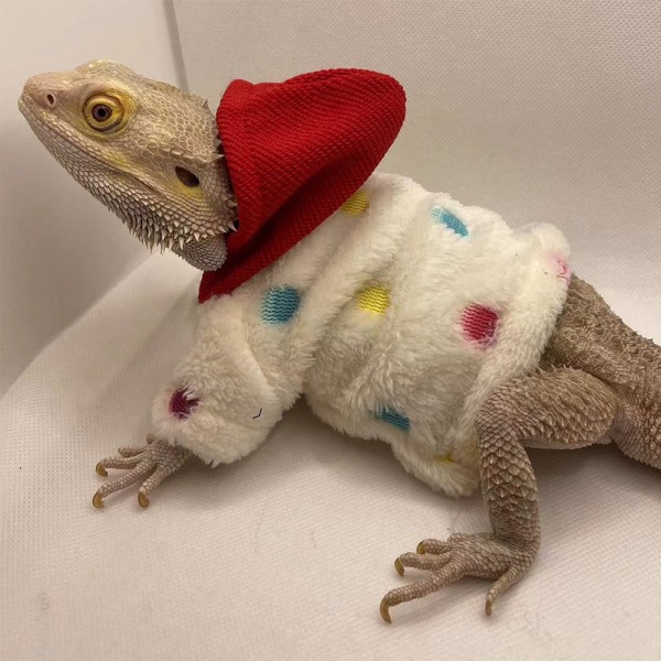 Bearded Dragon Costume Lizards Hættetrøje frakke POLKA DOT RØD HAT Polka dot red hat
