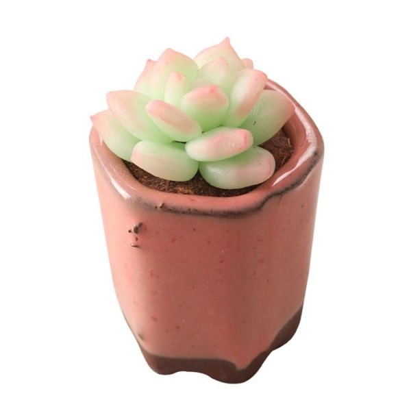 Dollhouse Succulent Bonsai Miniature Plant Potted 8 8 8