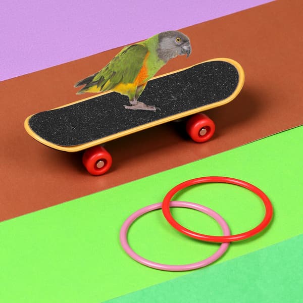 Parrot Toys Intelligence Training 4 Styck