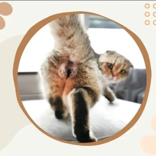 Cats Buttholes Calendar 2024 Kalender Väggkalender