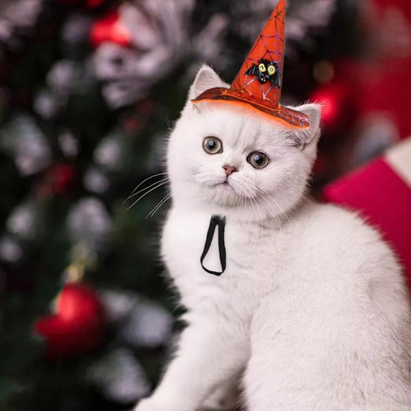 Kat Halloween julehat græskarhovedbetræk 03 03 03