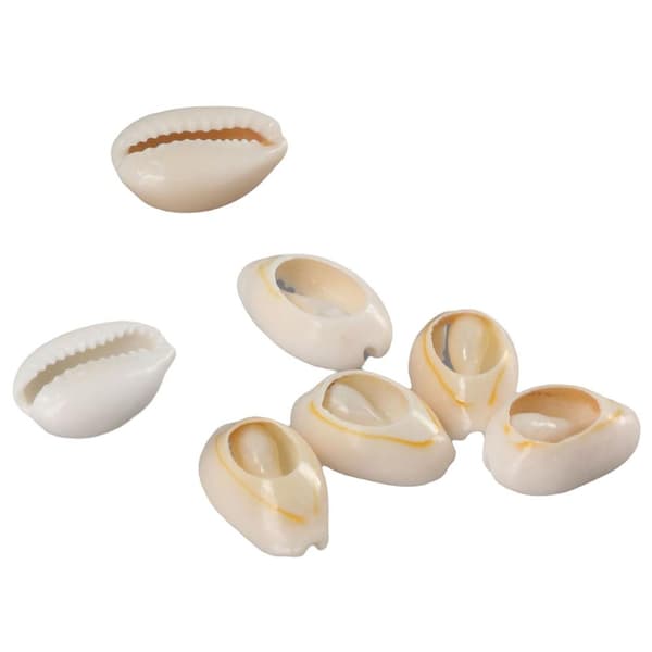 Sterke Cowrie Shell Beads glatt snitt