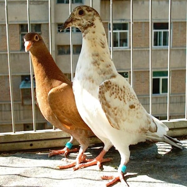 Pigeon Rings Dove Bird Clip Rings PURPLE Purple