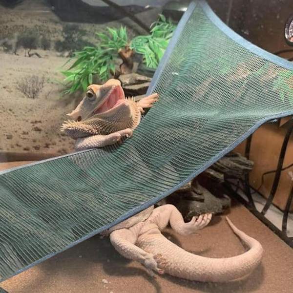 Krybdyr Hængekøje Lizard Hængekøje SORT Black
