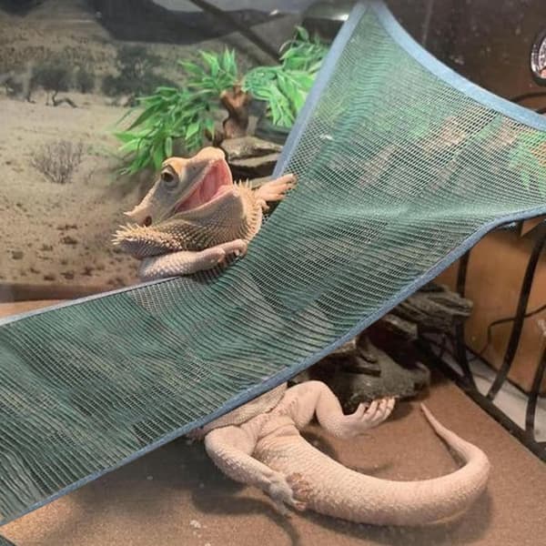 Reptile Hammock Lizard Hammock MUSTA Black